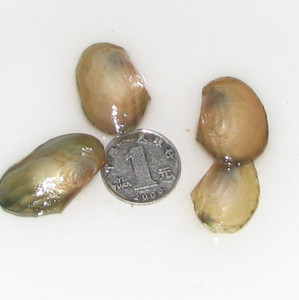 溪蚬 淡水蛤蜊 原生迷你小河蚌圆形  span class=h>活化 /span> span