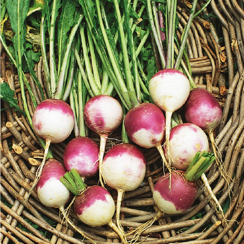 紫顶芜菁 大头菜 圆菜头 圆根 盘菜 卜留克苤蓝 耐寒盆栽蔬菜种子