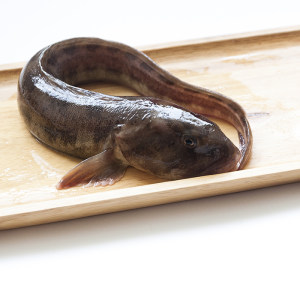 class=h>鲜活 /span> span class=h>海鲜 /span>新鲜海鱼野生海鱼野生