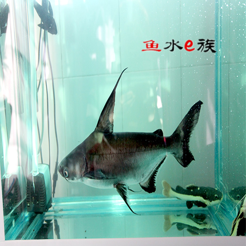 熱帶魚 觀賞魚 大活體斧頭鯊 成吉思汗鯊 虎頭鯊 汗鯊 藍鯊