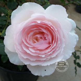 【超达花卉】 日本月季 美咲 (misaki) 多季节重复开花 欧月