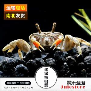迷你辣椒蟹 淡水蟹 观赏蟹宠物蟹活体 宠物螃蟹