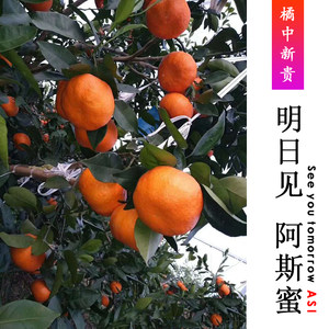明日见(阿斯蜜)阿思蜜新品种柑橘树苗 阿斯蜜柑