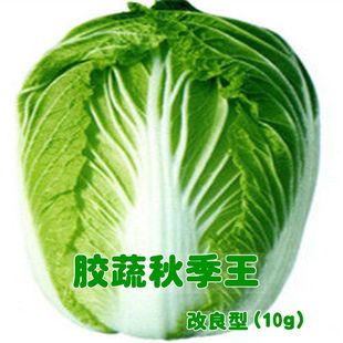 【膠蔬秋季王】 山東農業部保護品牌大白菜種子膠州水果白菜 10g