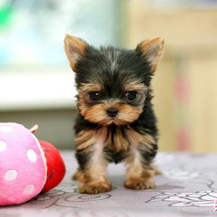 出售纯种小体约克夏犬活体迷你型长毛约克夏犬幼犬宠物狗狗玩具犬