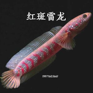 【热带鱼雷龙鱼价格】最新热带鱼雷龙鱼价格\/