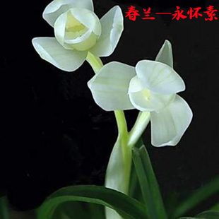 兰花苗 春兰永怀素莲瓣形兰花 浓香型花卉办公室内盆栽 包邮