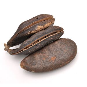 缅茄菩提子图片