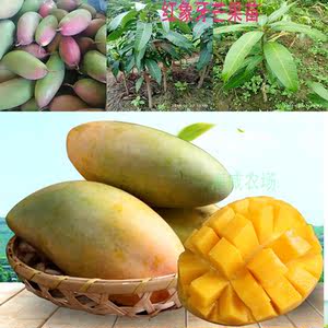  span class=h>芒 /span>果 span class=h>苗 /span>红象牙树 果 span