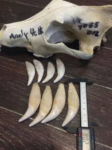 【正品狼牙吊坠真狼牙齿辟邪图片】正品狼牙吊坠真狼牙齿辟邪图片大全