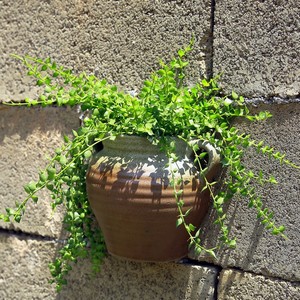 【植物壁掛花盆牆掛式綠蘿圖片】植物壁掛花盆牆掛式綠蘿圖片大全_q友