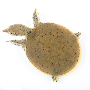 美国角鳖珍珠鳖小苗 span class=h>甲鱼苗 /span>深水龟刺鳖大苗3-5