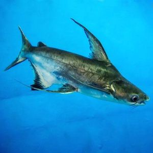 鲨鱼活体虎头鲨图片