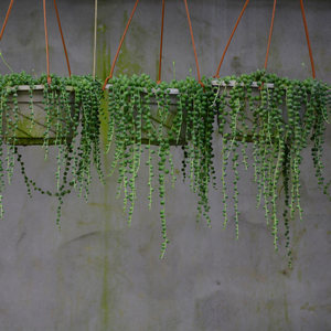 【长佛珠多肉植物价格】最新长佛珠多肉植物价