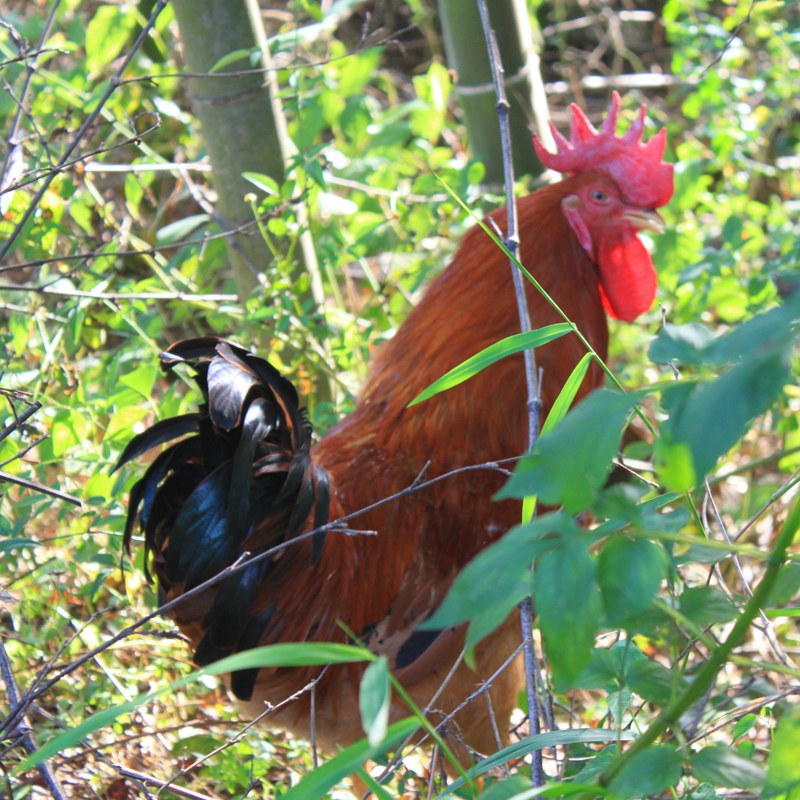 河田鸡阉鸡龙岩新罗农户散养一年1000g-1500g整只白条顺丰包邮
