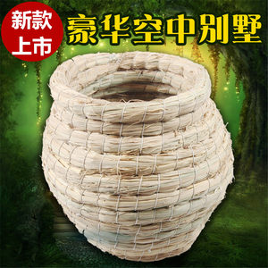 【玄凤虎皮鹦鹉图片】玄凤虎皮鹦鹉图片大全