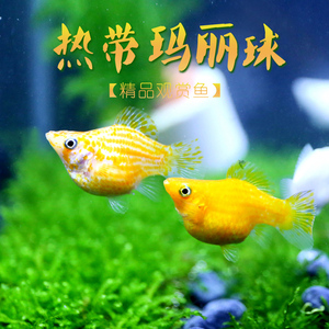 瑪麗 span class=h>魚 /span>活體胎生 span class=h>魚 /span>孕母 