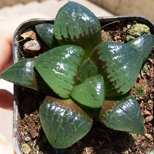 阿寒湖寿11.3更新多肉植物十二卷萝卜根5-6cm大窗肥厚