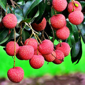 广东茂名高州 span class=h>荔枝 /span>新鲜孕妇 span class=h>水果 