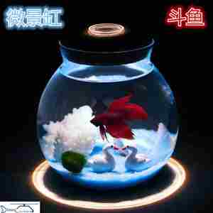 【泰国斗鱼缸小图片】泰国斗鱼缸小图片大全