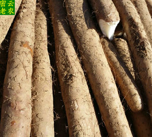 密云新款北京山区种植新鲜 毛山药 粗山药蔬菜带土发货美味500g