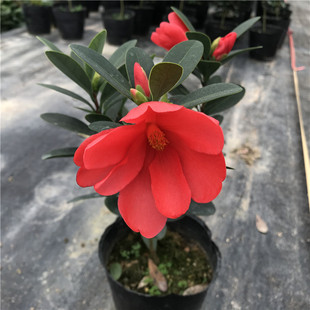 四季杜鹃红山茶树苗带花苞包邮盆栽四季开花室内阳台庭院绿植