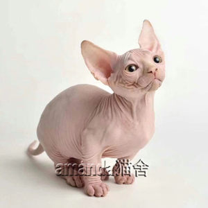 【斯芬克斯无毛猫价格】最新斯芬克斯无毛猫价