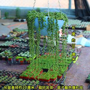 【长佛珠多肉植物价格】最新长佛珠多肉植物价