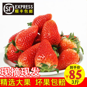 奶油草莓新鲜水果批发现摘牛奶草莓3斤礼盒装丹东99顺丰包邮