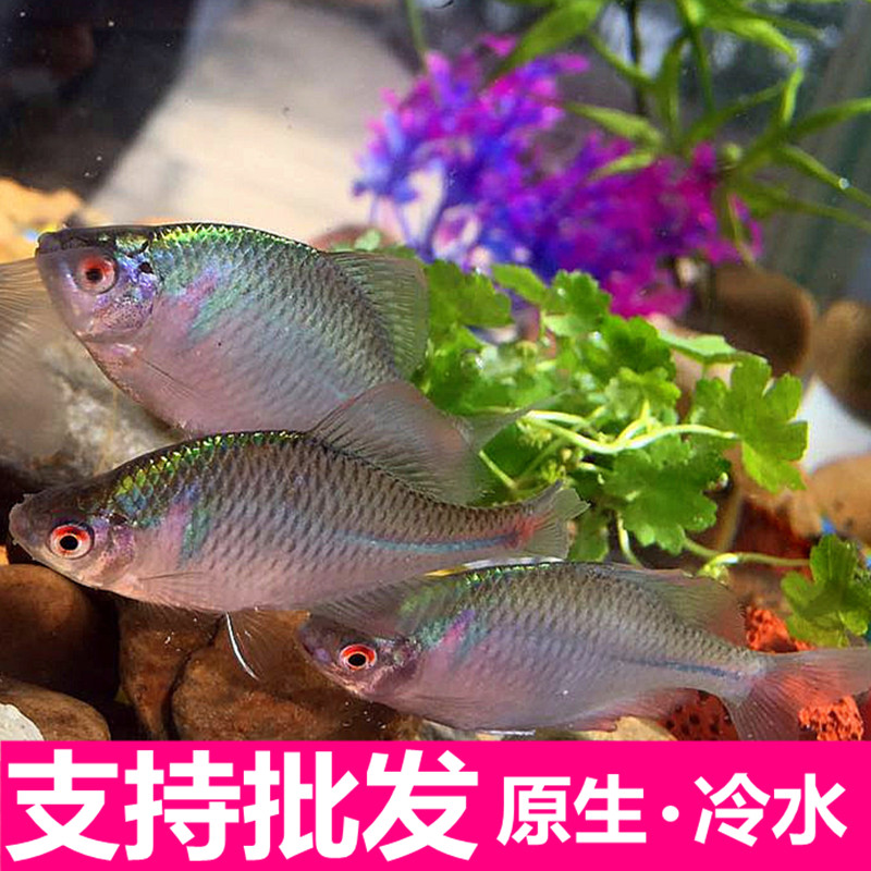 ( 0折) 淘寶 神仙魚七彩神仙魚熱帶魚秘魯神仙中型熱帶魚觀賞水族