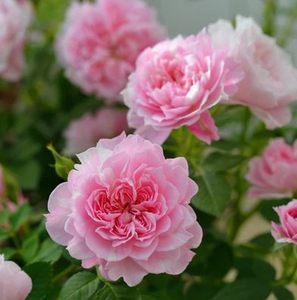 欧月微月铃之图片