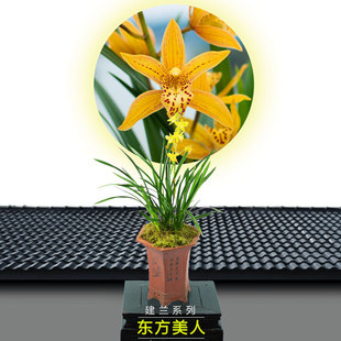 浓香型兰花苗建兰四季兰 东方美人 兰花盆栽花卉植物不带花苞室内
