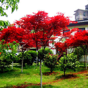 风景树四季红彩色树苗美国日本红枫苗树绿化 span class=h>苗木 /span