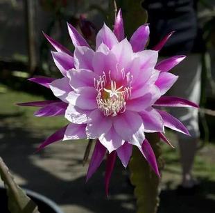 高档绿植 盆栽昙花 月下美人 昙花叶片 扦插昙花苗带根 包邮