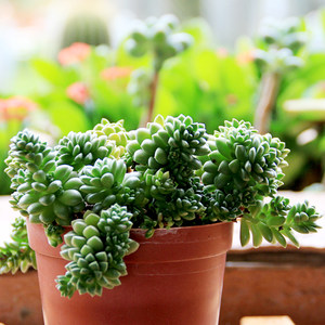 正欣美园艺小玉多肉植物多头超大萌肉肉含盆栽好特里尔红宝石群生