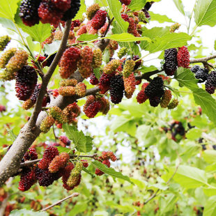 嫁接桂花蜜高甜度果桑桑椹苗桑果树苗地栽盆栽南北方种植当年结果
