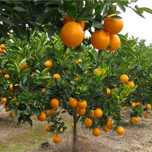 【橘子树盆栽客厅价格】最新橘子树盆栽客厅价