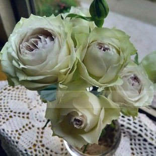 【虞城园艺】 新品切花月季 银雨雾泡 蓝紫色多头月季