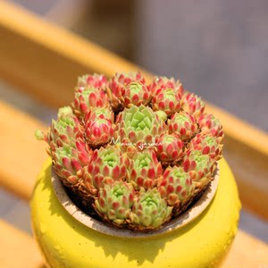 高山卷娟 草莓卷娟 长生草度夏 span class=h>多肉植物 /span>云南露