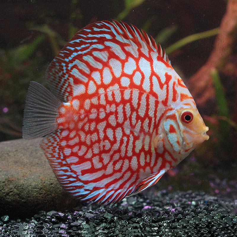 七彩神仙魚老虎狗龍缸配魚風水魚燕魚豹點蛇藍松石老虎狗活體觀賞 已