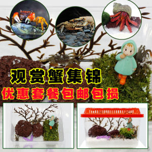 观赏蟹活体螃蟹宠物蟹相手蟹迷你辣椒蟹豹点蟹