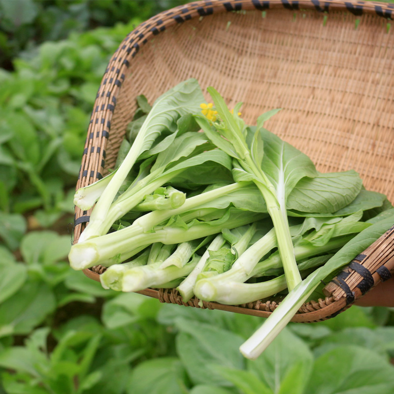 湖北特产农家自种新鲜白菜苔 菜心洪山菜苔时令蔬菜现摘4斤包邮