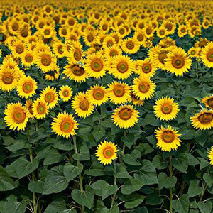 花卉向日葵专场