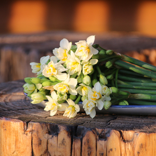 港澳台很喜欢 复瓣水仙花 雕刻好2粒装 鲜切花50枝 特级精选种球