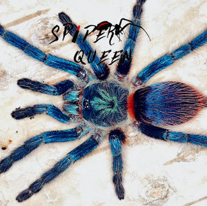 所有关键词 红绿橙蜘蛛图片  20  女王巴西蓝丝绒足展4厘米比红绿橙