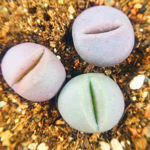 春桃属  span class=h>生石花 /span> 春桃玉 两年苗 番杏科  span