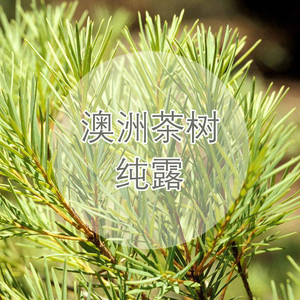 生本 头道饱和澳洲茶树纯露160ml 工作室蒸馏不提取高浓度放心用