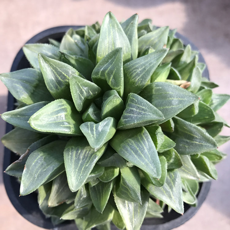 云裳园艺 姬寿群生多肉植物玉露大群大棚种植组合盆栽 满包邮