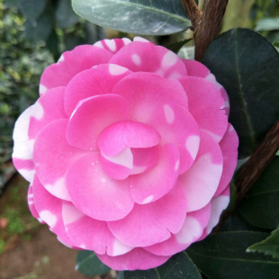 斑水屋 沃特豪斯茶花苗 室内外山茶花盆栽绿植花卉 包邮