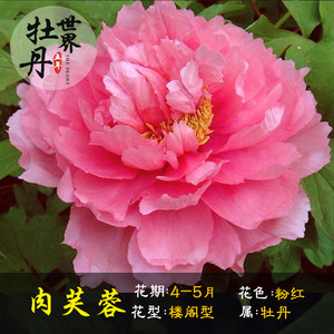 肉芙蓉 span class=h>牡丹 /span>花苗盆栽四季 span class=h>客廳 